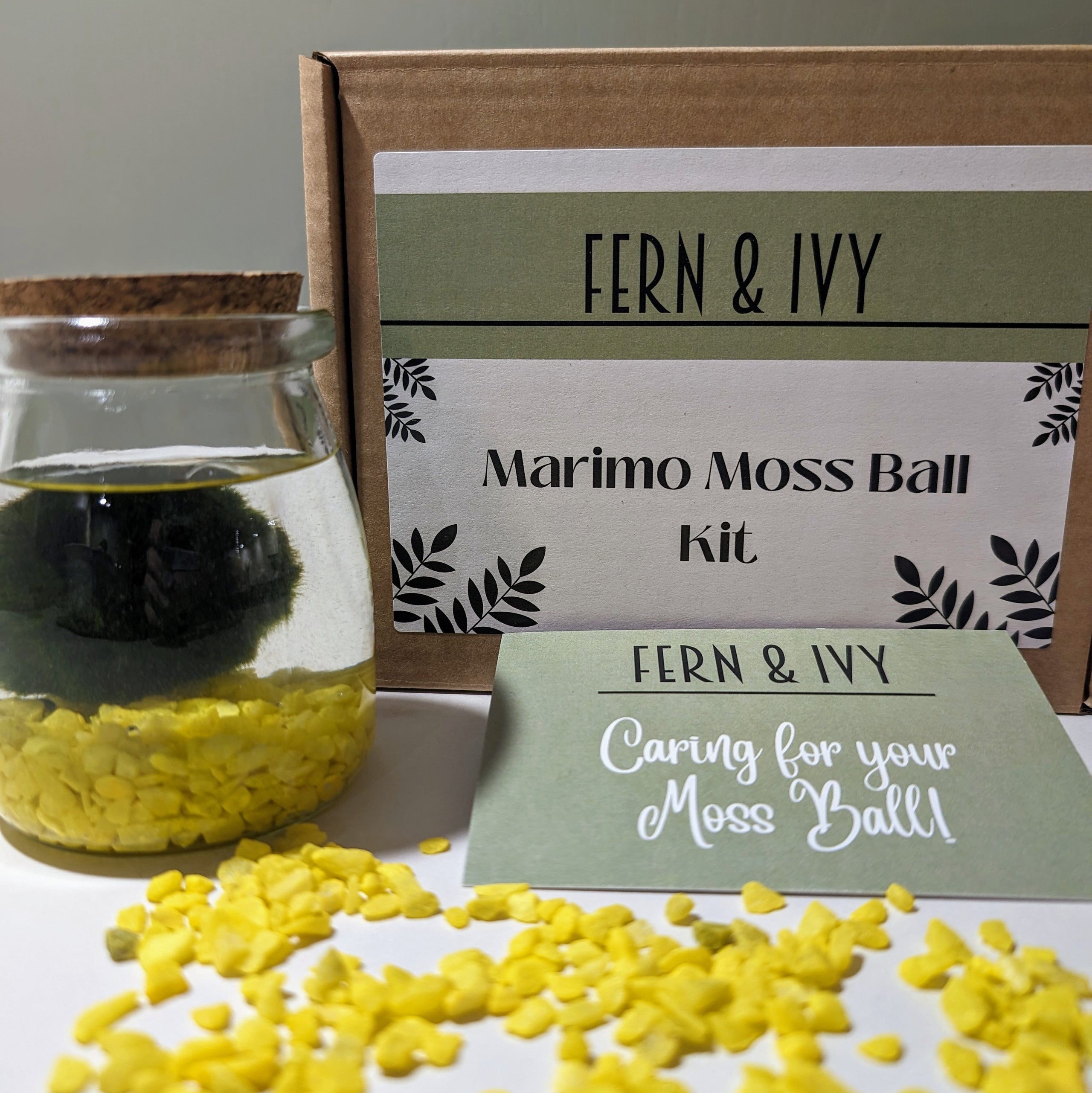 Marimo Moss Ball Kit - Fern & Ivy